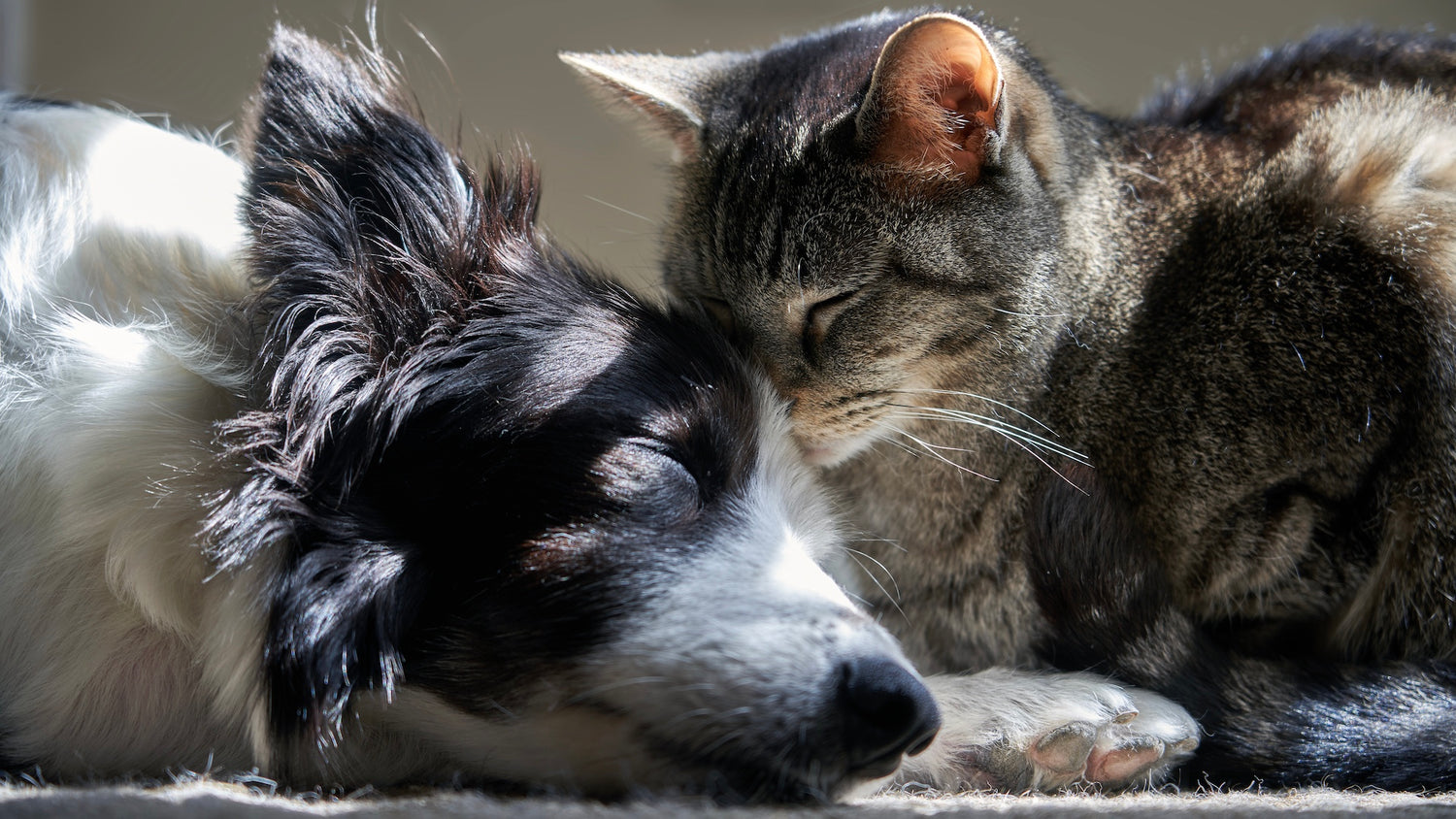 Welcome to Moab Paws Pet Care