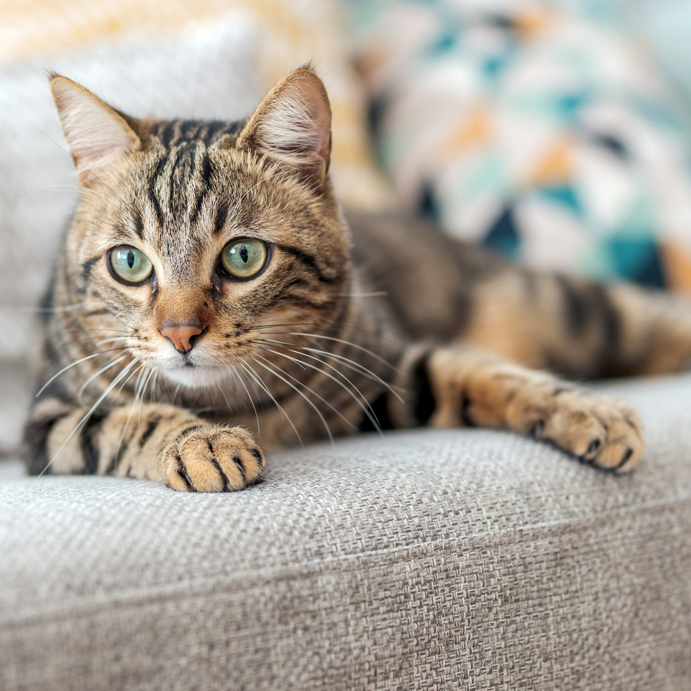 Pet Sitting