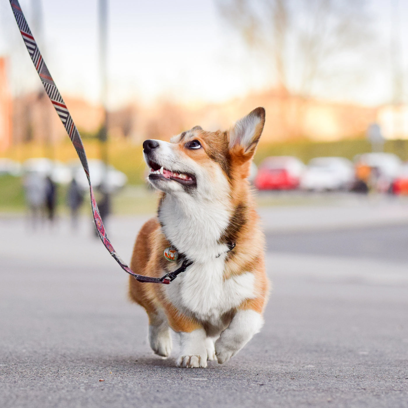 Dog Walking